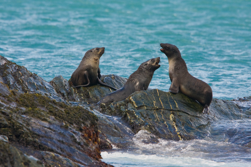 Antarctic Fur Seals Playing On Rock